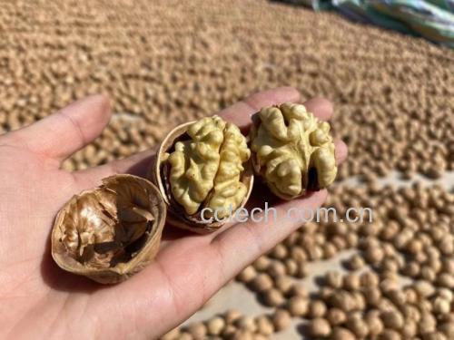 薄皮核桃果壳对比图