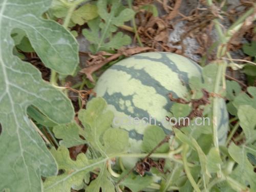 挑选新鲜无籽西瓜