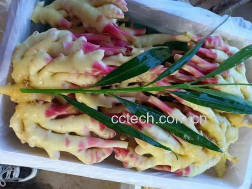 香菜与老姜的实物对比图