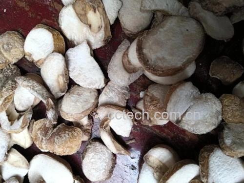 显微鉴别对比图：藏贝母与川贝母粉末特征