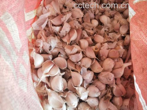 鲜蒜米与东北粳米混合装入食品级密封罐的俯视特写,可见乳白色粳米颗粒间均匀分布淡紫色带汁液的蒜米碎粒,罐体标签标注"粳米:五常稻花香2号;蒜米:金乡白皮独头蒜,采收后48h内现切"