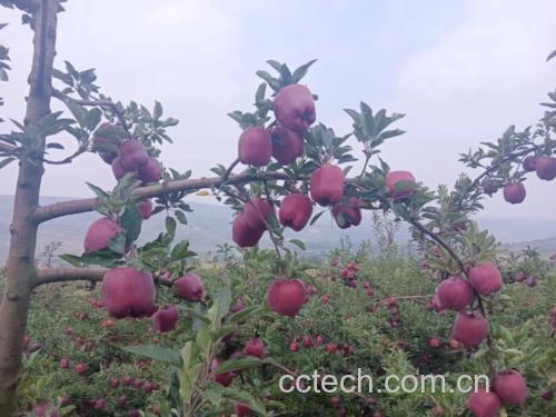 粉面花牛苹果在果园中的生长场景