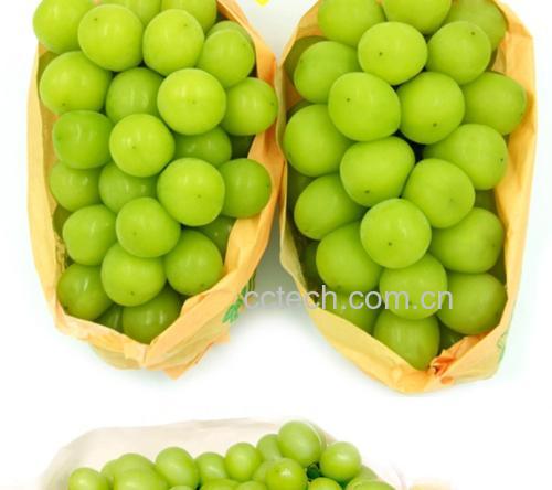 青提储存对比图