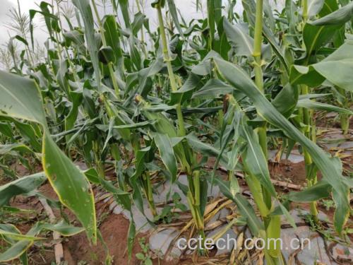 田间采摘的鲜嫩水果玉米植株,茎秆挺拔,两穗挂果,苞叶青翠包裹紧实,顶部吐出淡褐色新鲜玉米须
