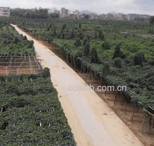 正宗淮山药包装与标签示意图
