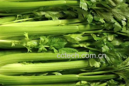 芹菜和豇豆清洗与切配过程