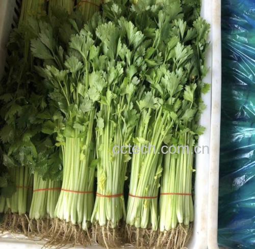 香芹切段处理