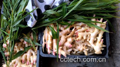白胡椒与子姜煮水制作过程图