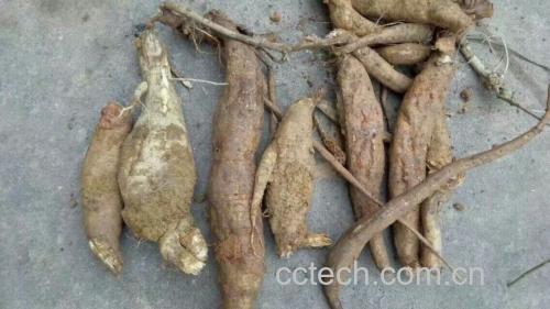粉葛与粉葛根的对比图