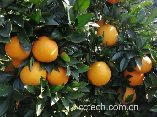 甜橙植株与果实生长阶段对比图