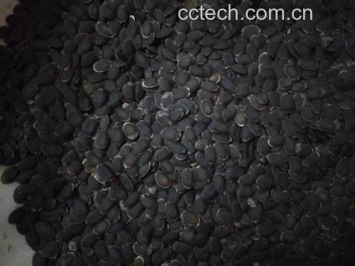 黑玛卡植株与根部