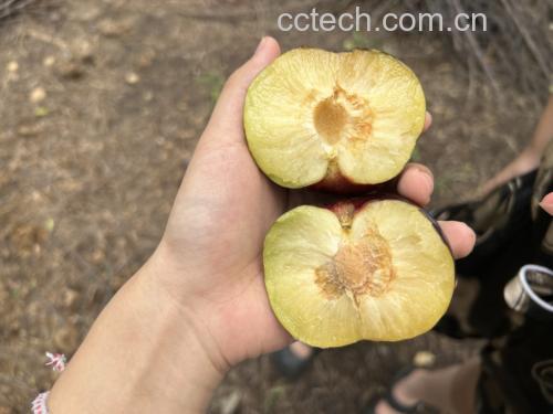 李子果肉中心出现黑色斑点