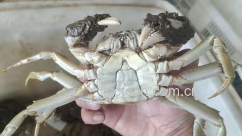 清洗大闸蟹