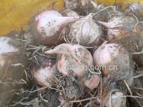 红菜苔营养成分表