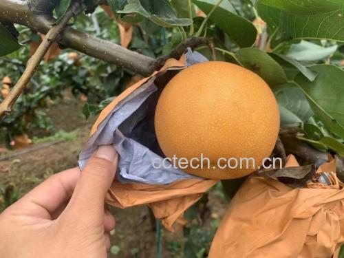 秋月梨采收与分拣现场