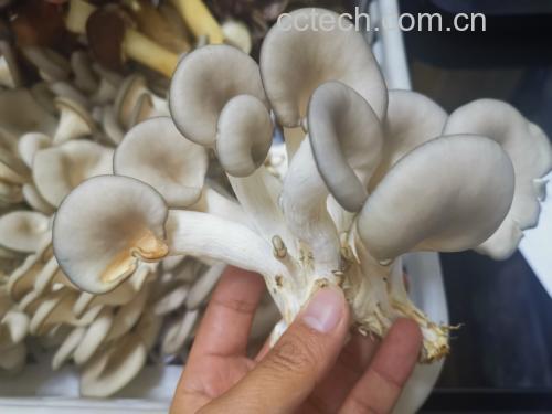 炸平菇成品图
