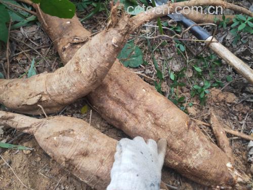 葛根与其他根茎类食材对比图