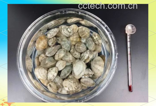 红皮洋葱切片与冰盐水浸泡特写