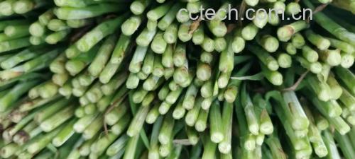 花蛤炒韭菜成品图