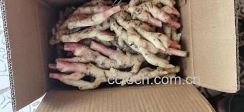 蜂蜜子姜生产场景:洁净车间内工人戴食品级手套,将洗净去皮的鲜嫩子姜片铺入陶缸,缓缓倒入金黄色蜂蜜,缸壁贴有“4月22日·绍兴柯桥子姜·椴树蜜”标签