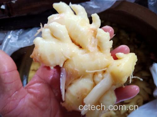老醋泡生姜成品展示
