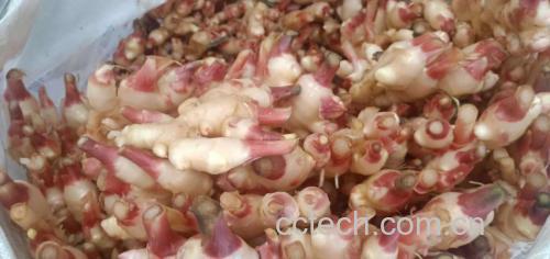 营养对比图:左侧为子姜切片与红椒、猕猴桃并列,标注“子姜VC 5mg/100g”;右侧为刺梨果肉与蓝莓特写,标注“刺梨VC 2585mg/100g”