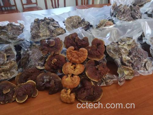 黑灵芝与赤灵芝实物图