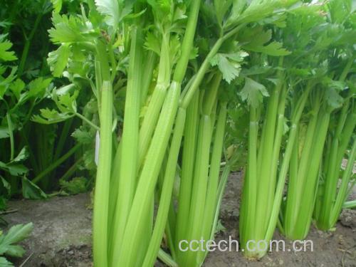 野生山芹菜植株特写