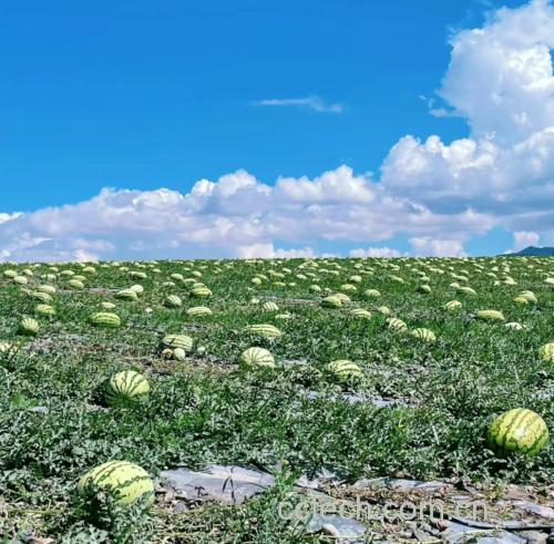 新疆伽师县甜瓜种植基地航拍图