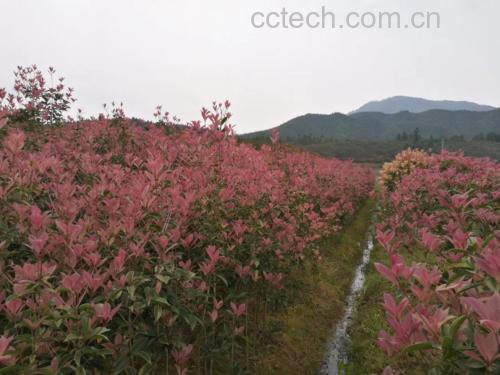 四季桂成熟植株上挂满紫黑色小果实的特写