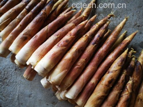 雷笋烹饪对比图：左侧为带壳鲜雷笋（浅黄褐外壳、尖端微紫红），右侧为焯水后去壳雷笋（玉白色、半透明、质地紧实），中间放置不锈钢厨房秤显示净重150g
