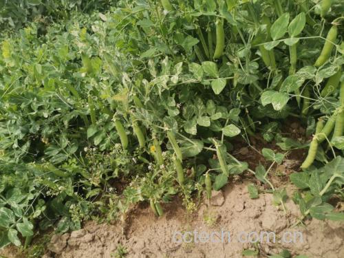 青豌豆植株与豆荚特写