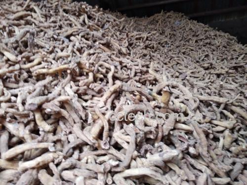 雪山野菊花采摘场景:藏族采药人戴防紫外线手套,手持竹制小镊子精准采摘半开放花序,背景为海拔3600米流石滩,可见裸露黑色玄武岩与零星绿绒蒿
