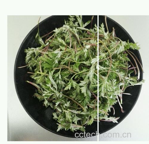 野菊花与艾草干品对比图