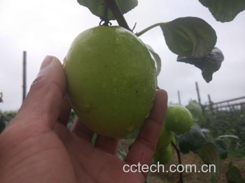 青枣健康食用场景:手捧3颗完整青枣置于木质砧板,旁置不锈钢水果刀与玻璃水杯(内有半杯清水),背景虚化为厨房自然光环境,传递安全、新鲜、即食的健康形象
