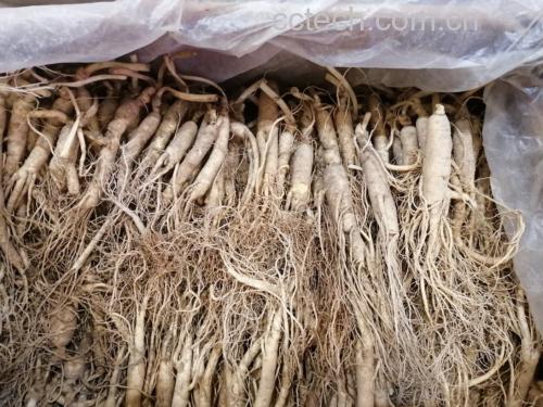 专业实验室检测场景:技术人员正在使用高效液相色谱仪(HPLC)分析鲜人参切片中的人参皂苷Rb1、Rg1含量,屏幕上显示清晰分离峰图,操作台摆放标准品试剂与长白山鲜参样品管