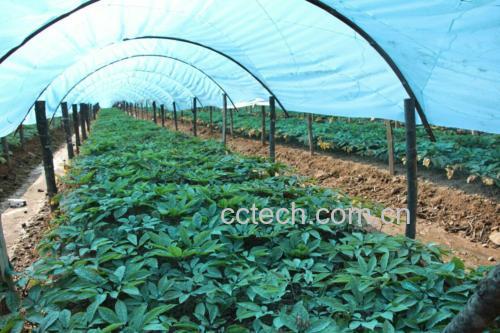 人参种植基地航拍图