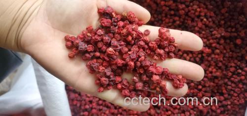 北五味子正确使用场景图：左手持瓷杯饮五味子茶（杯身标注'2g/杯'），右手持药匙取量，桌面铺有称量纸与1g/3g/5g标准砝码，背景为简洁厨房台面