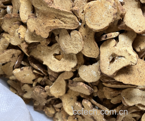 不同炮制程度的白术片对比图