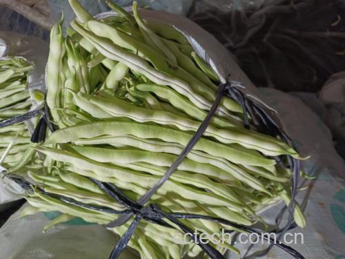 白不老豆角炒鸡蛋与米饭搭配的用餐场景