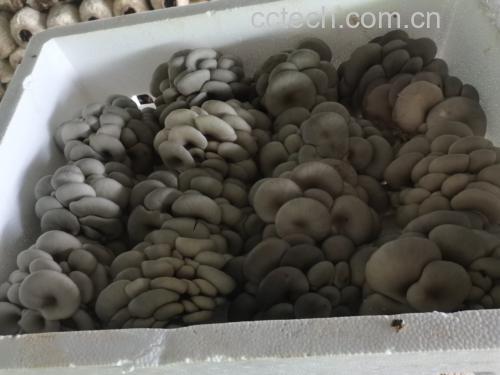 油炸平菇原材料展示