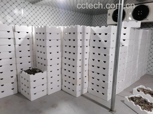 鲜平菇在冷藏环境中保持新鲜的状态