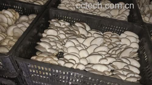 鲜平菇在冷冻前进行焯水处理