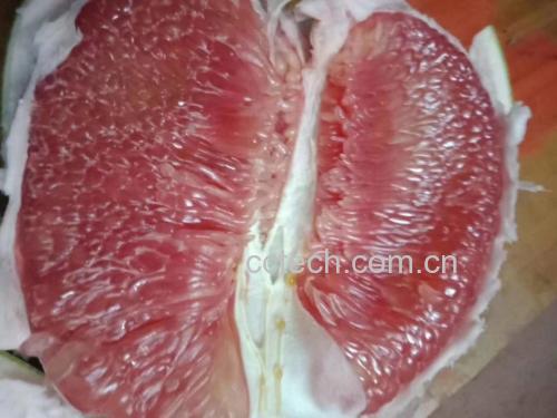 柚子剖面图展示果肉与果皮结构