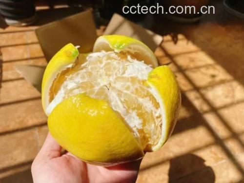 黄金葡萄柚剥皮步骤示意图
