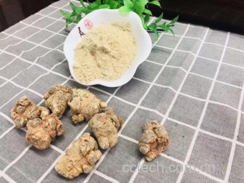 三七粉与新鲜老姜并列摆放特写