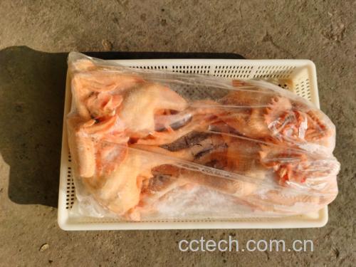 青提栀子花乳酸菌果冻正在冷藏过程中的状态