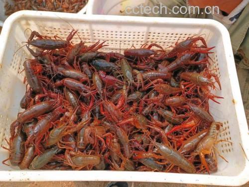 小龙虾成品图