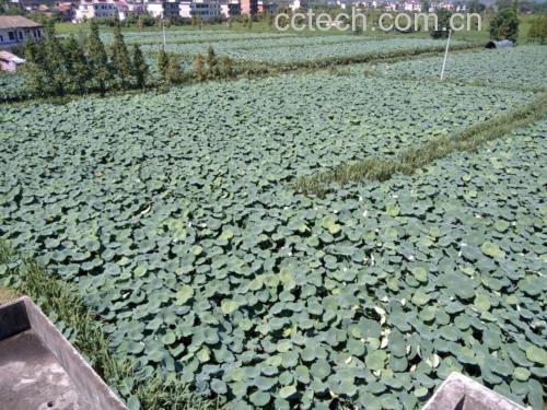 莲子种植环境图