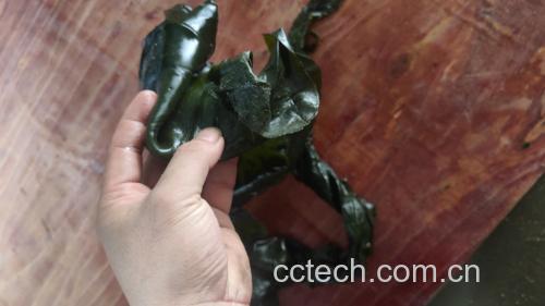 家庭厨房场景:手部特写正在用厨房剪刀将泡发海带沿纵向纤维纹路剪成0.8cm宽短条,背景可见3%碳酸钠溶液浸泡盆与计时器显示10:00